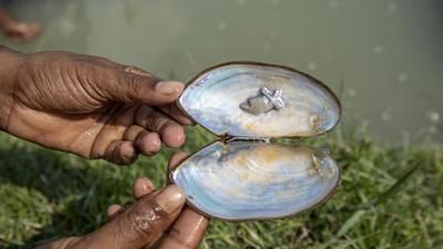 The Environmental Impact of Pearl Farming and Sustainable Practices